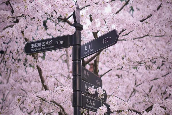 2022上海哪个公园赏花最好 春季赏花好去处