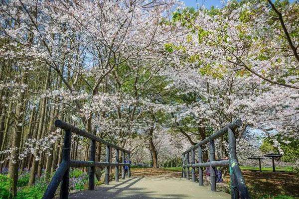 2022上海哪个公园赏花最好
春季赏花好去处