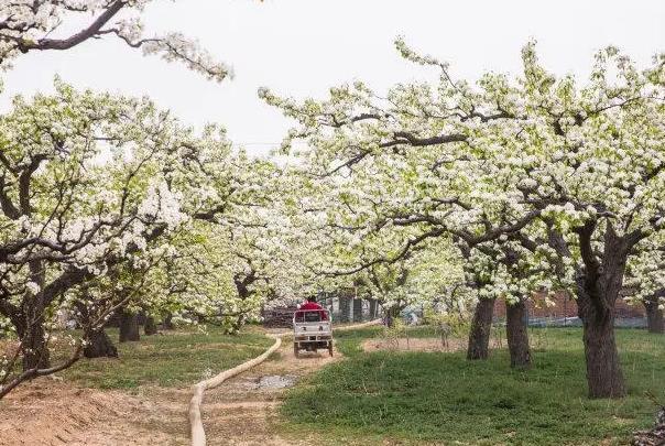 2022北京春天賞花時間