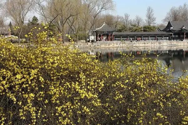 北京春季去哪里看花