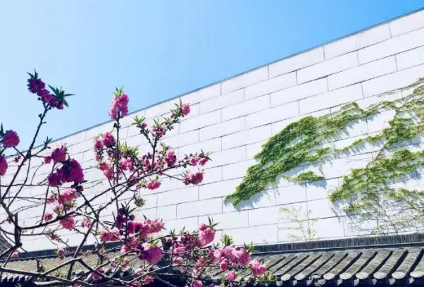 北京春季去哪里看花