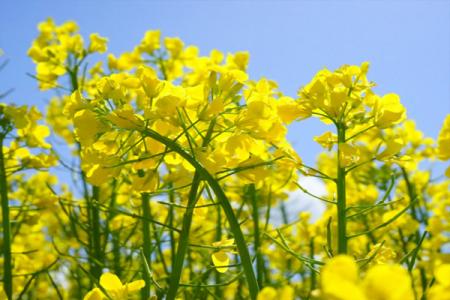 宁乡油菜花基地在哪里