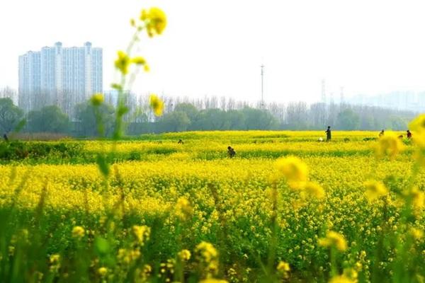 云龙湖玉带桥油菜花具体位置在哪?什么时候盛开?