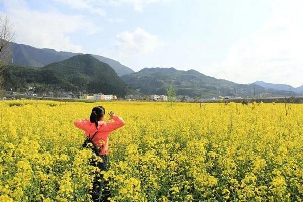 羊木鎮(zhèn)油菜花開了嗎?具體位置哪?