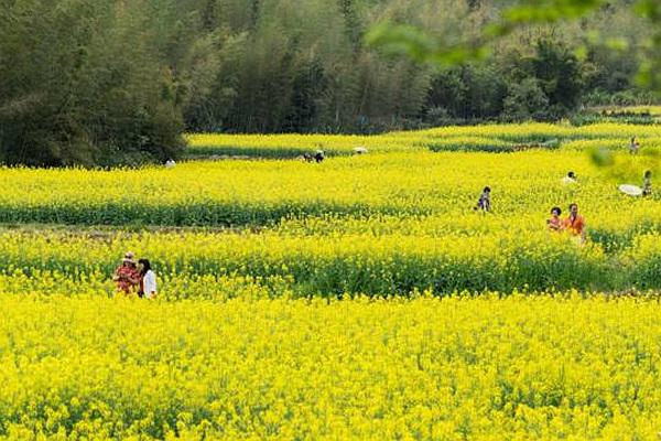 鱼洞村油菜花什么时候开?具体位置在哪?