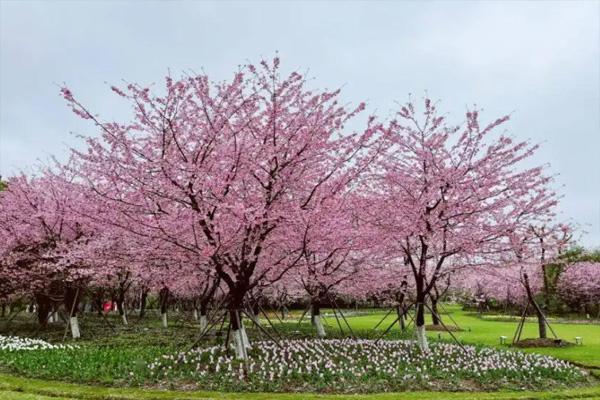 2022寧波植物園櫻花什么時候開 交通指南