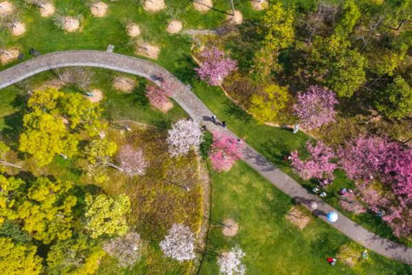 2022宁波植物园樱花什么时候开 交通指南