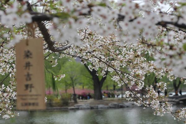 北京看樱花的地方有哪些 北京赏樱花的公园