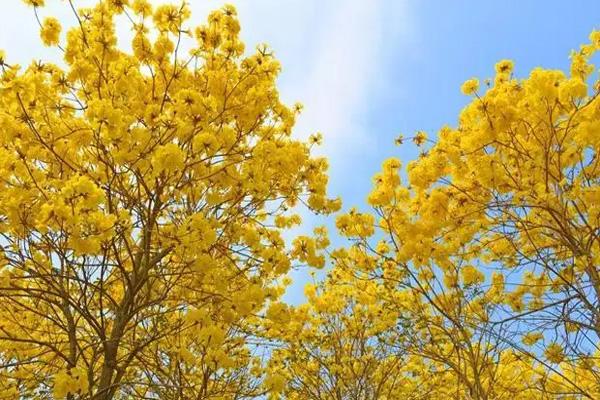 清远黄花风铃木在哪里