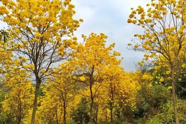 厦门黄花风铃木最多的地方在哪里