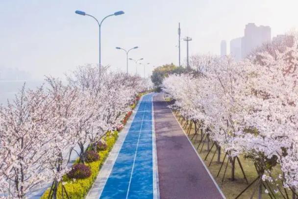 2022杭州看樱花最好的地方