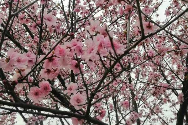 宁波植物园樱花什么时候开，宁波樱花公园几月份开