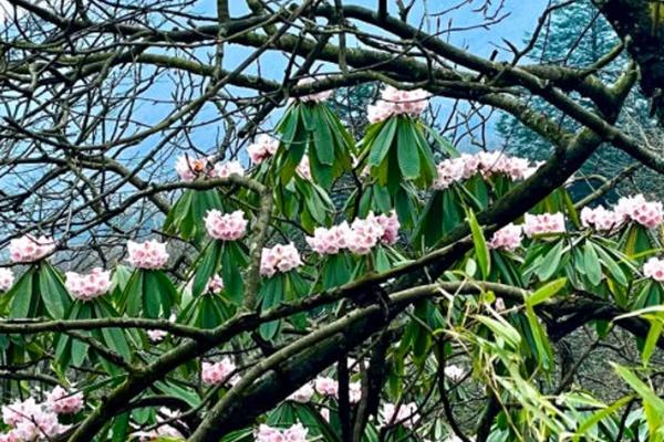 峨眉山杜鹃花最佳观赏地