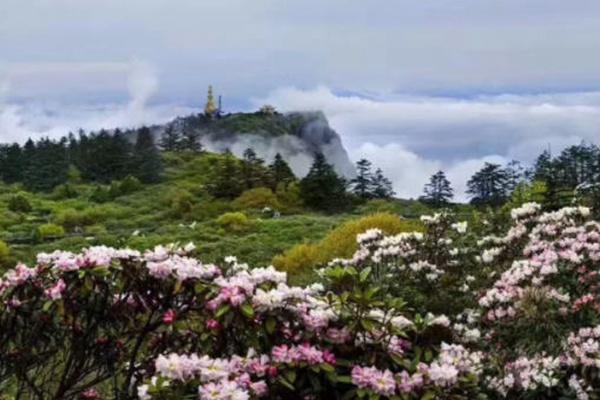 峨眉山杜鹃花最佳观赏地