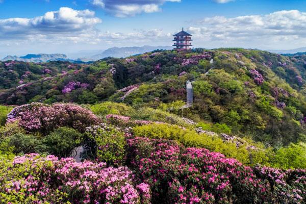 重庆金佛山杜鹃花最佳观赏时间