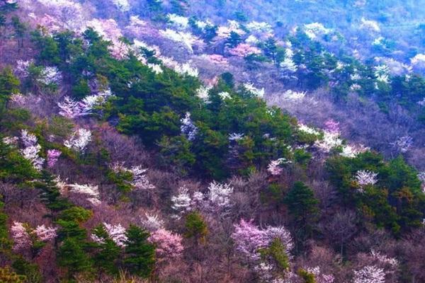 随州大洪山野樱花开放时间及具体位置介绍