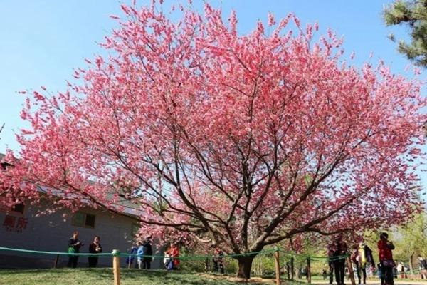 北京植物園桃花觀賞期2022