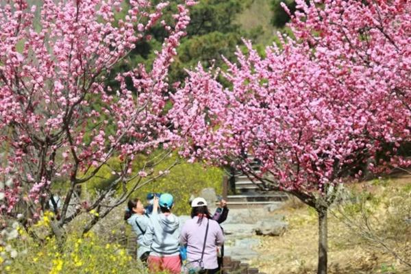 北京植物園桃花觀賞期2022