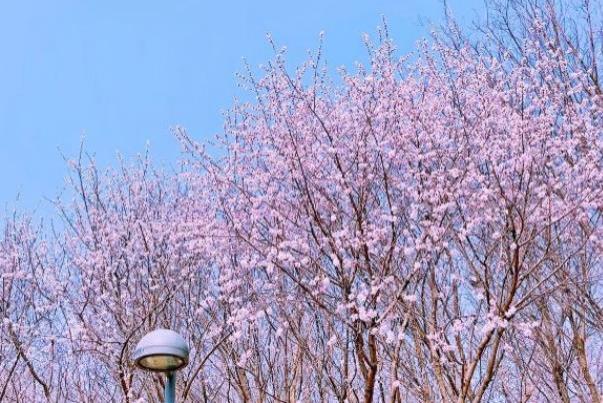 北京哪里可以看桃花 看桃花去哪里好