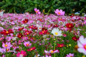 重庆清明节踏青赏花路线推荐