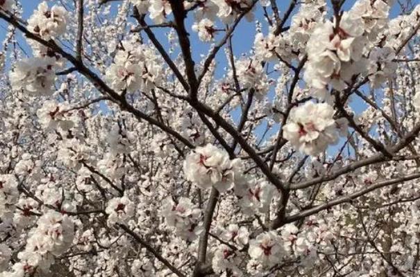 北京可以看桃花的公路在哪里