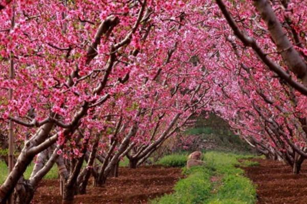 北京桃花观赏地推荐 这几个地方一定不要错过