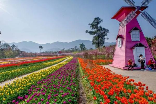 重庆牡丹樱花世界在哪里 附赏花攻略