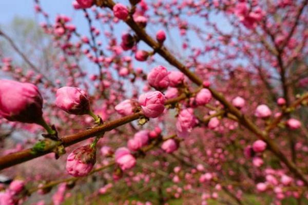 北京植物园桃花季门票和套票区别