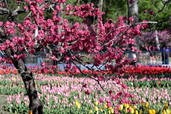 北京植物園桃花季門票和套票區別