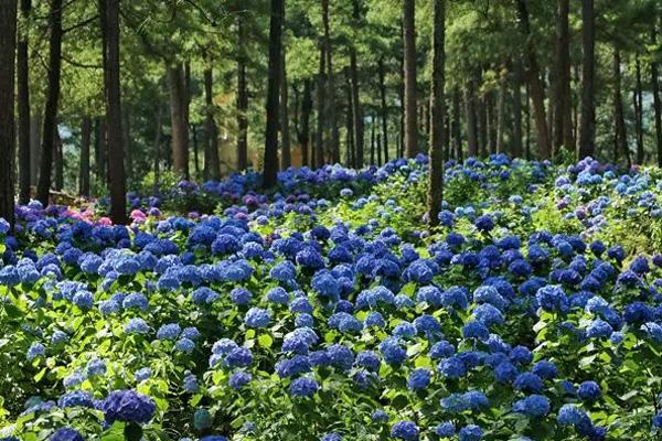 重庆绣球花海在哪里