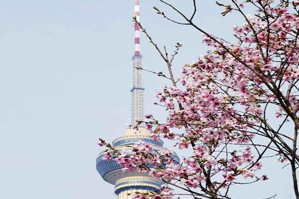 2022北京樱花节在什么地方 是什么时候