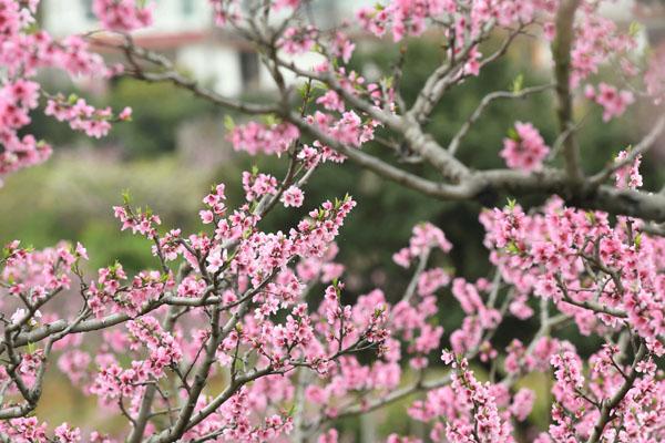 貴陽周邊賞花一日游地點