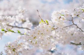 北京樱花观赏地点及最佳时间