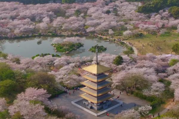 北京樱花观赏地点及最佳时间