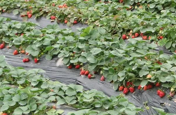 2022佛山哪里有采摘水果的地方 桑葚草莓