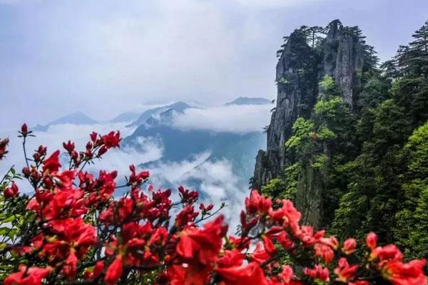 江西哪里的杜鹃花好看 五大观赏地推荐