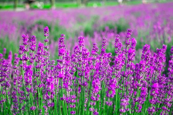 廈門四月十大賞花好去處