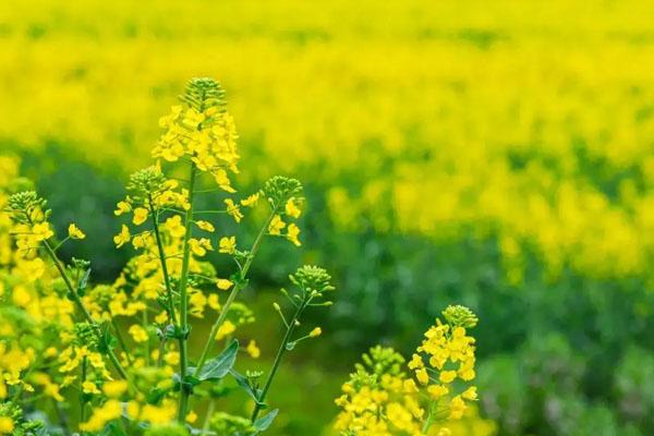 廈門四月十大賞花好去處