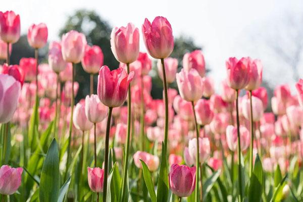 武汉及周边的郁金香花海在哪里