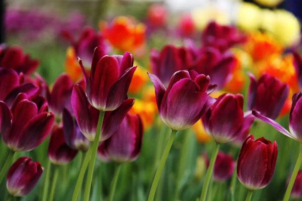 武漢及周邊的郁金香花海在哪里