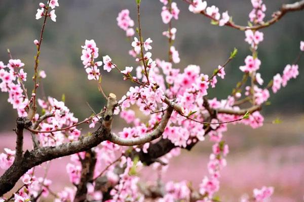 石家庄赏桃花的地方 哪儿有桃花可以看