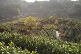 温州朝阳山茶园有什么好玩的