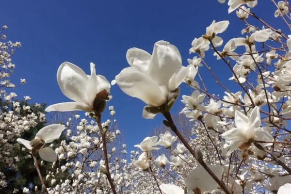 北京國際雕塑公園玉蘭花開了嗎