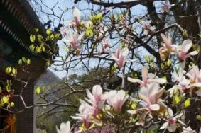 北京潭柘寺玉兰节开始时间及门票价格