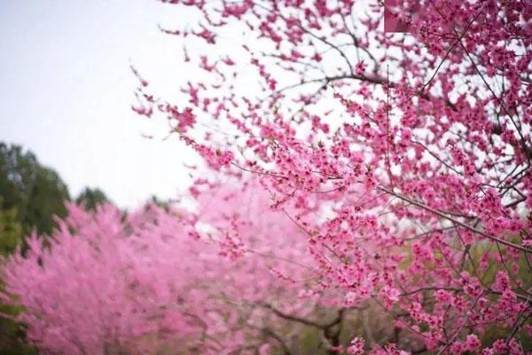 北京植物園桃花節時間2022門票價格