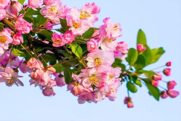 济源春天去哪看花 济源春季赏花好去处