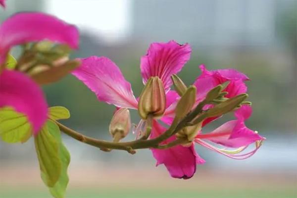 济源春天去哪看花 济源春季赏花好去处