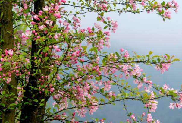汶川哪里有樱花 看樱花的游玩路线推荐