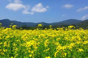 漳州哪里有油菜花海可以看