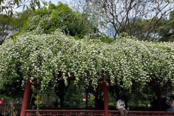 成都那里有七里香 七里香花海在哪里